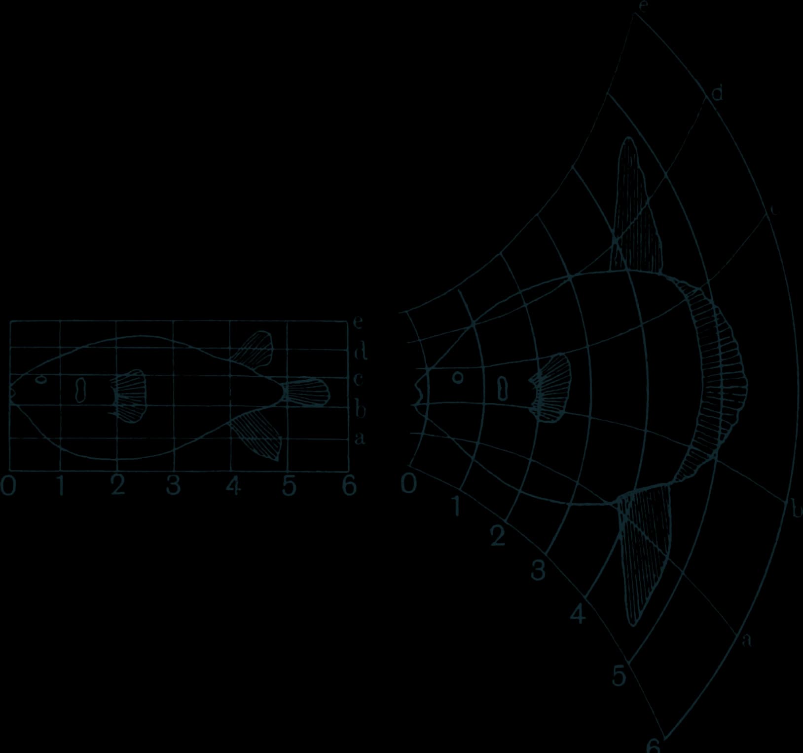Line drawing of a porcupinefish on a square grid, and the same outline redrawn on a curved grid so that it becomes a sunfish.