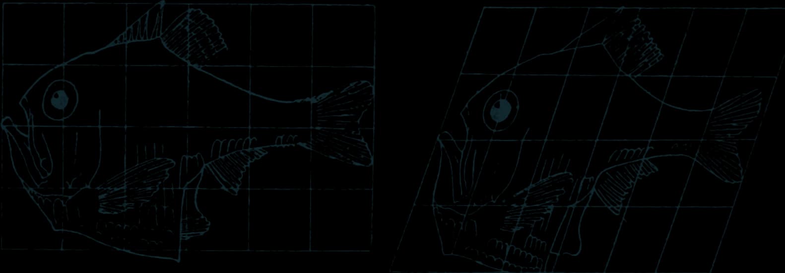 Line drawing of a hatchetfish on a square grid, and the same outline on a sheared grid, becoming a related species.