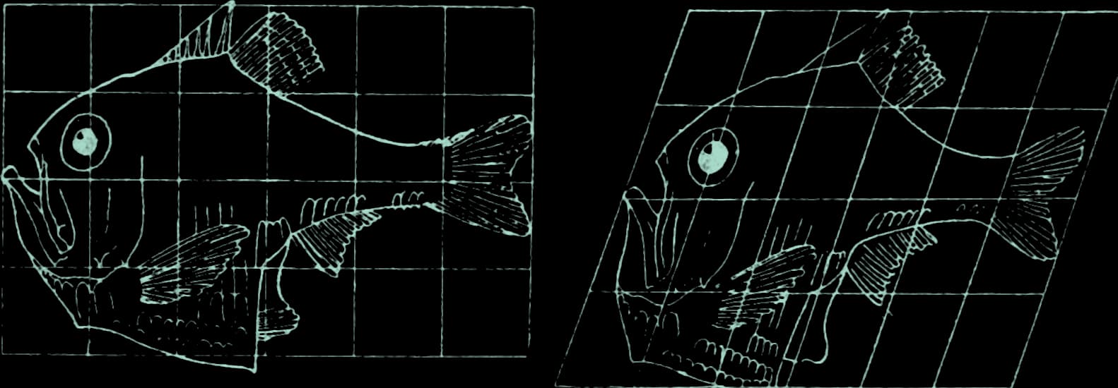 Line drawing of a hatchetfish on a square grid, and the same outline on a sheared grid, becoming a related species.