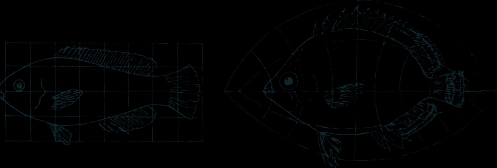 Line drawing of a parrotfish on a square grid, and the same outline on a grid of curved lines, becoming an angelfish.